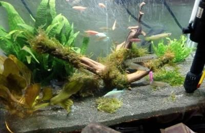 如何調(diào)節(jié)魚缸水溫：調(diào)節(jié)魚缸水溫的方法