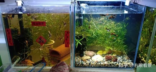 如何調(diào)節(jié)魚缸水溫：調(diào)節(jié)魚缸水溫的方法