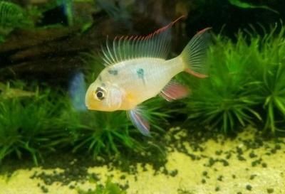 如何調(diào)節(jié)魚缸水溫：調(diào)節(jié)魚缸水溫的方法