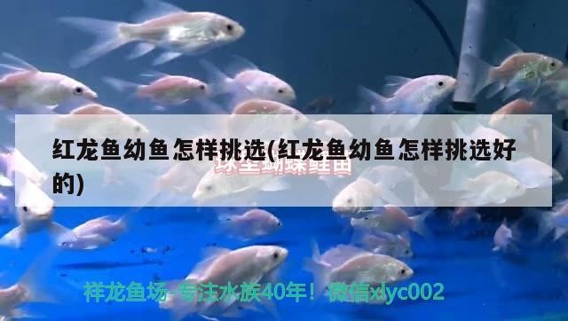 樂山觀賞魚養殖公司電話多少(樂山觀賞魚養殖公司電話多少號碼)