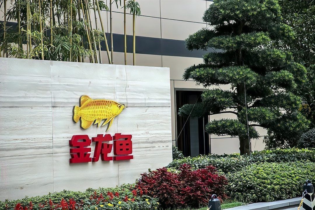 金龍魚官方對此事有何回應？