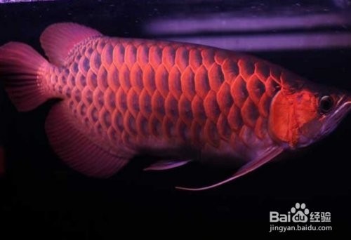 能推薦一些紅龍魚養殖視頻嗎？