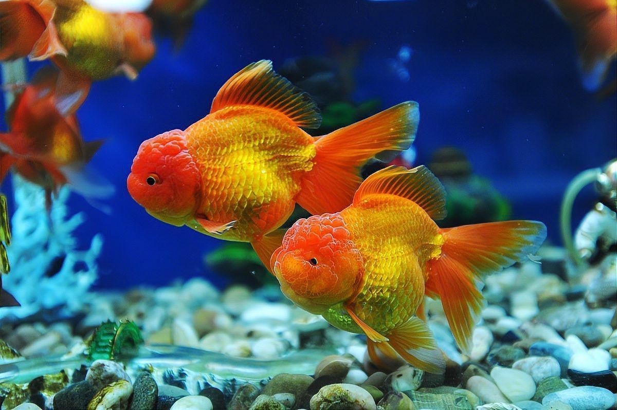 紅尾美人魚能和泰獅混養嗎