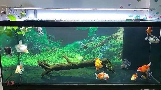 紅尾美人魚能和泰獅混養嗎