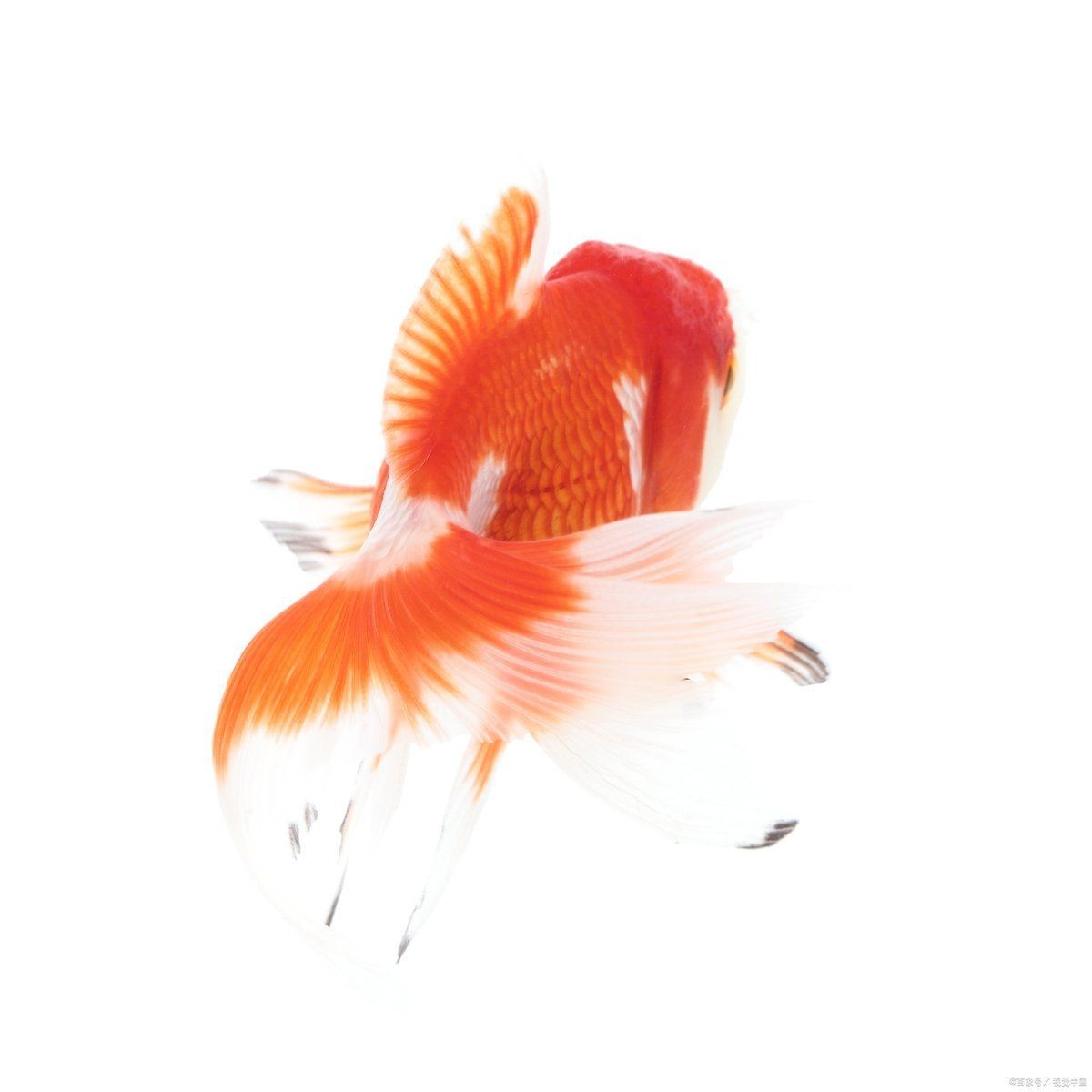 紅尾美人魚能和泰獅混養嗎