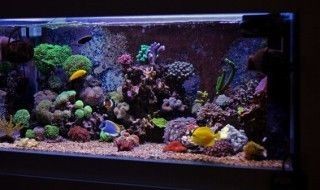 魚缸水泵如何拆開維修視頻：如何拆開維修魚缸水泵