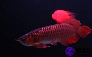 養紅龍魚多長時間燈為最好（紅龍魚每天開燈時間應該控制在一定范圍內）