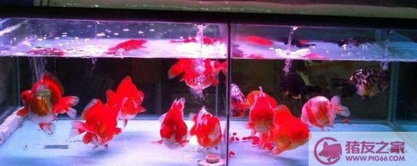 招財(cái)龍魚擺在什么地方，招財(cái)龍魚擺放有哪些禁忌
