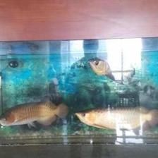 金龍魚封缸：關于金龍魚封缸的詳細信息和建議