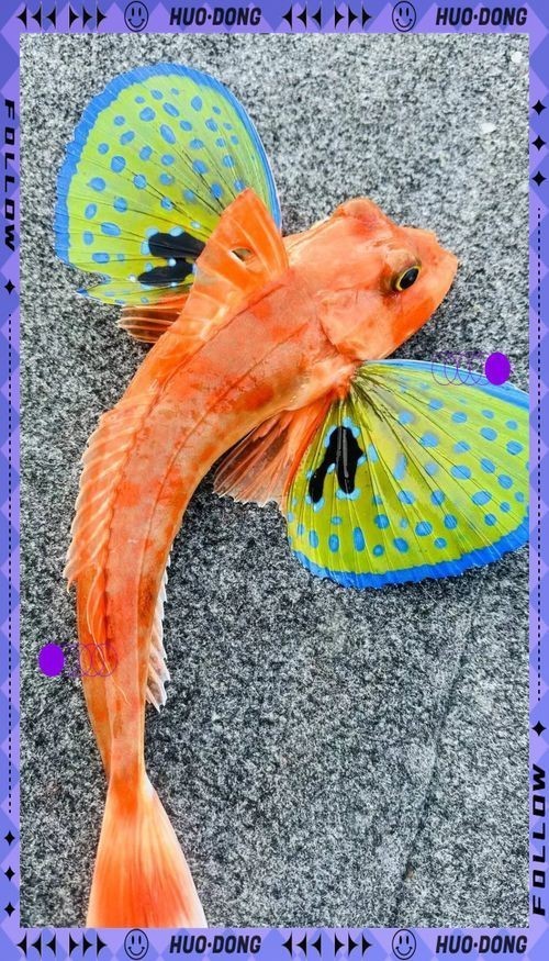 蝴蝶魚的圖片