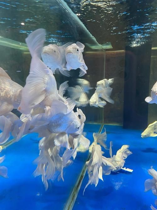 蝴蝶魚的圖片