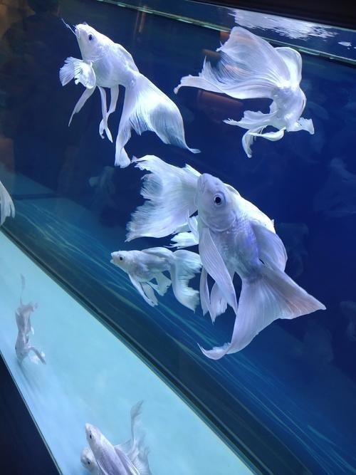 蝴蝶魚的圖片
