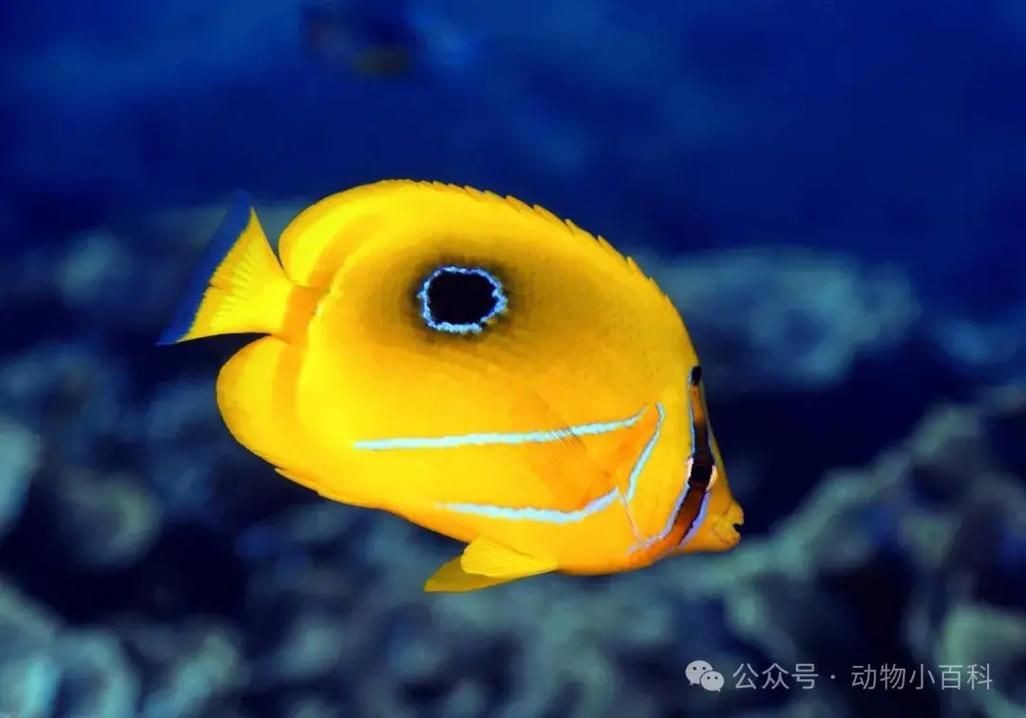 蝴蝶魚的圖片