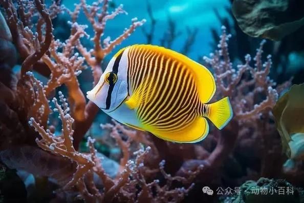 蝴蝶魚的圖片