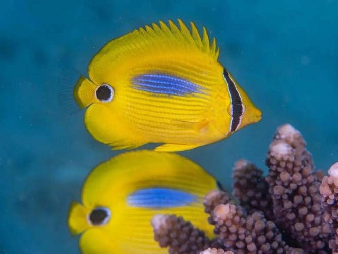 蝴蝶魚的圖片
