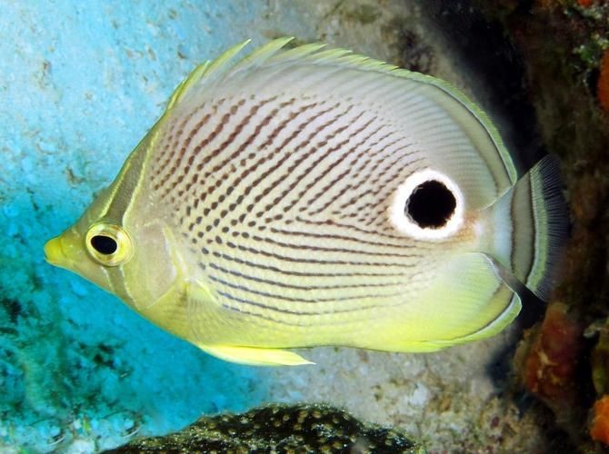 蝴蝶魚的圖片