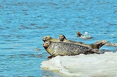 水生動物百科圖解