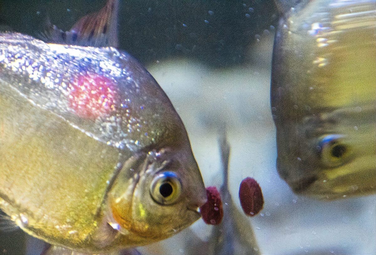 怎么判斷魚餓了