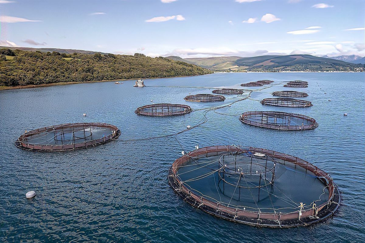 龍魚開什么顏色的燈最好看【哪種顏色的燈光最能凸顯其魅力？】