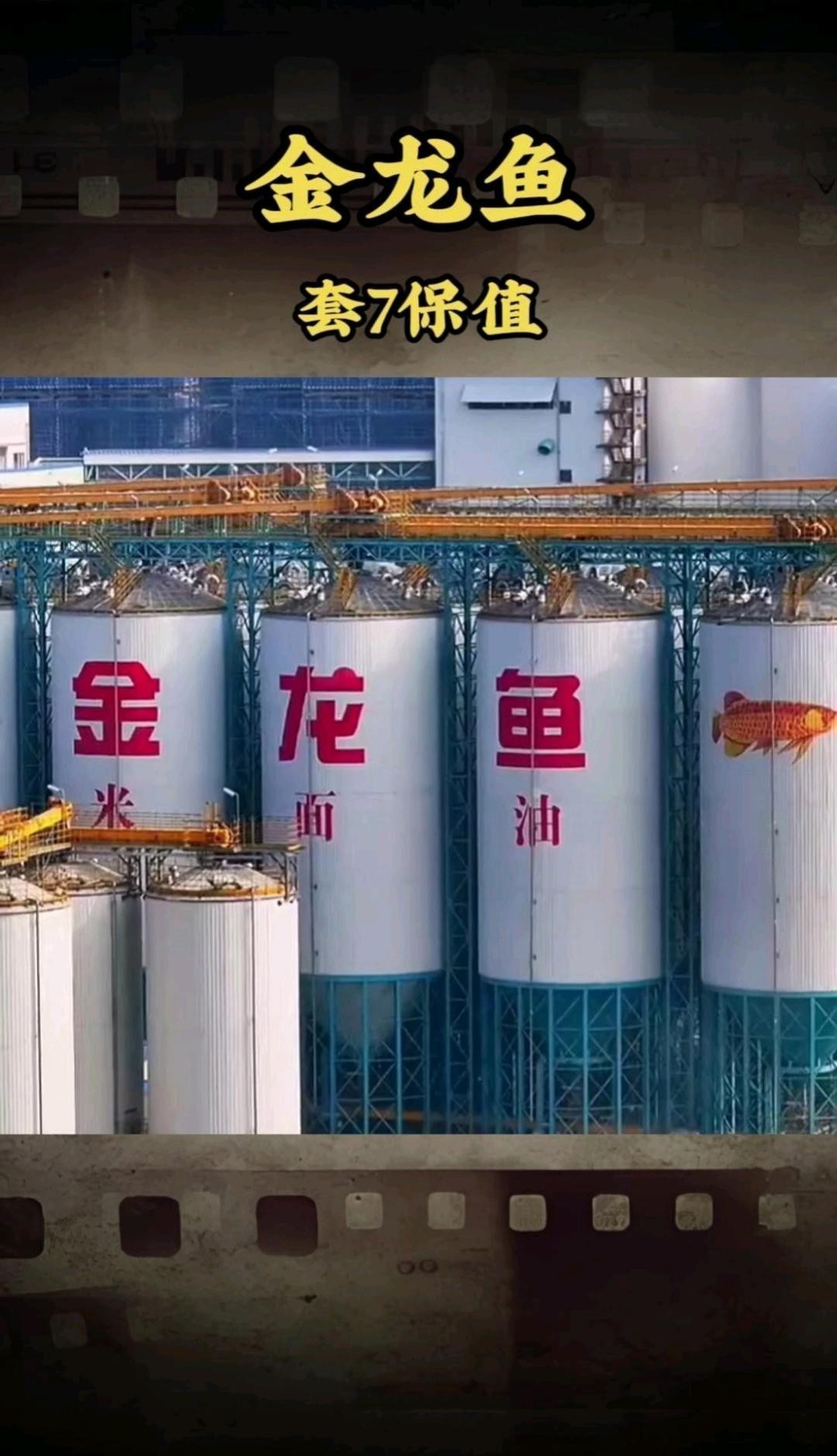 金龍魚的主營業務有哪些？