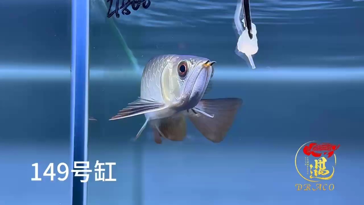 25公分