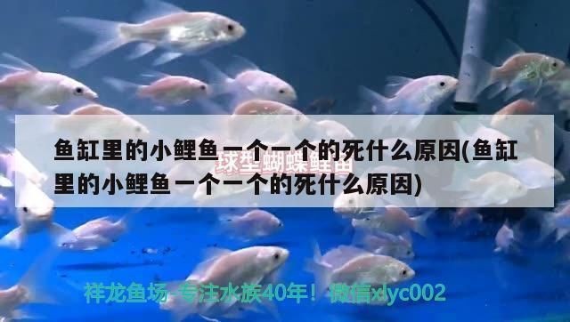 歐式魚缸過濾器安裝圖片：如何正確安裝歐式魚缸過濾器