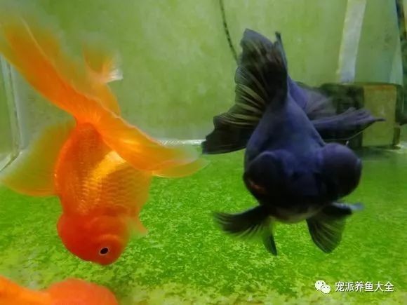 龍魚大小眼