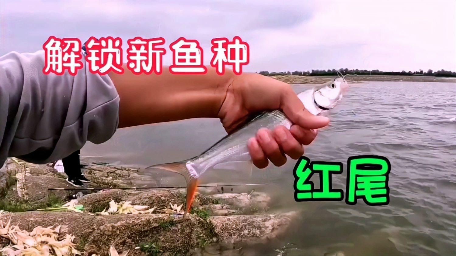 紅尾用什么打窩誘魚快
