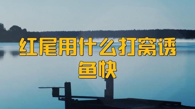 紅尾用什么打窩誘魚快