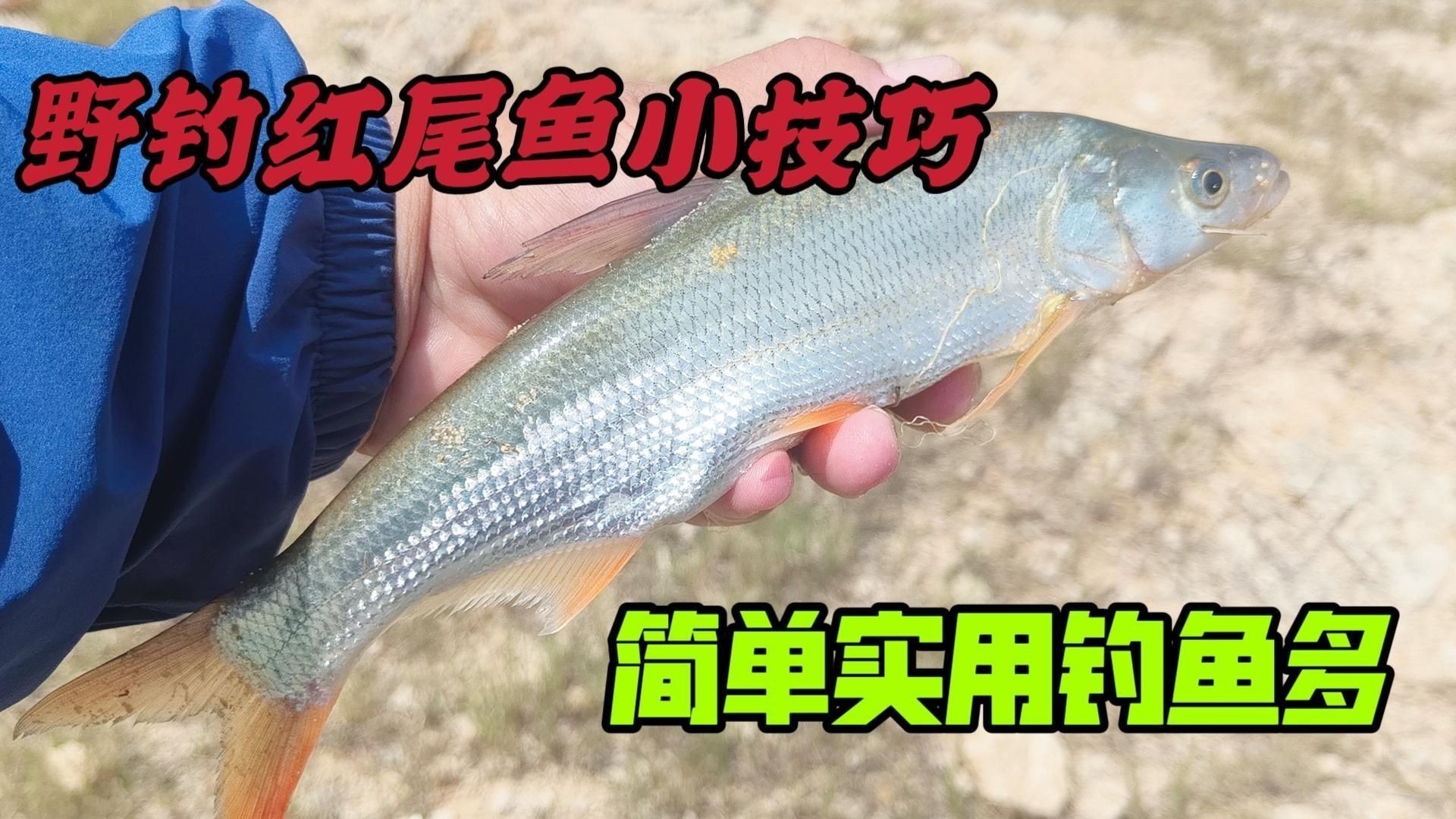 紅尾用什么打窩誘魚快