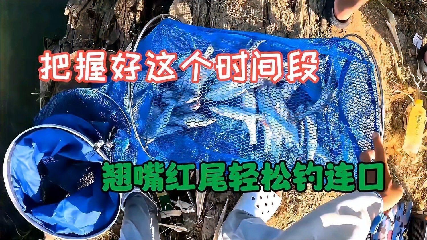 紅尾用什么打窩誘魚快