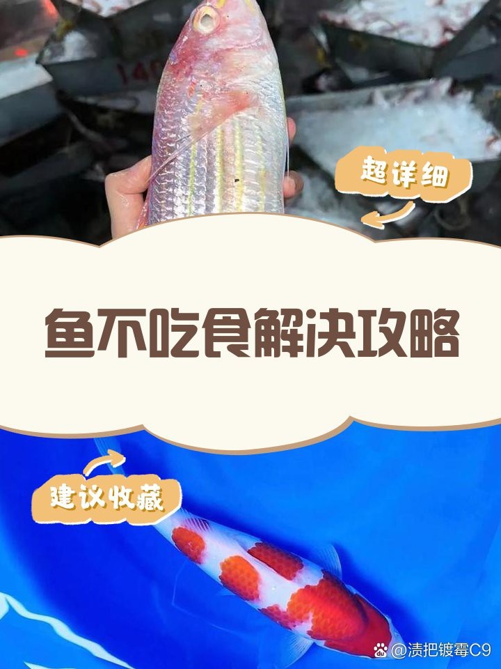 帝王三間魚不吃食怎么辦
