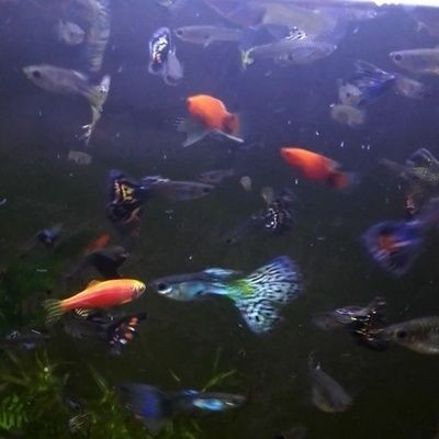 觀景魚缸換水頻率的最佳實踐是根據多種因素來決定：關于觀景魚缸換水頻率的建議