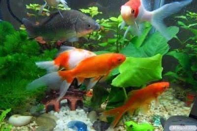 觀景魚缸換水頻率的最佳實踐是根據多種因素來決定：關于觀景魚缸換水頻率的建議