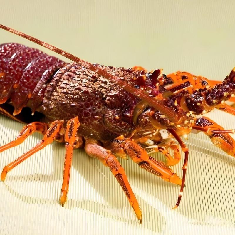 哪些魚類在冬季不需要喂食，冬季魚類喂食注意事項，冬季魚類喂食管理表，幫你清晰掌握投喂策略