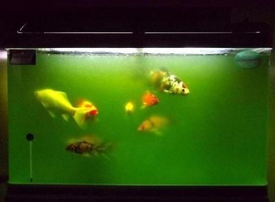魚缸水發綠渾濁原因和解決方案怎么寫，如何正確使用增氧泵改善水質