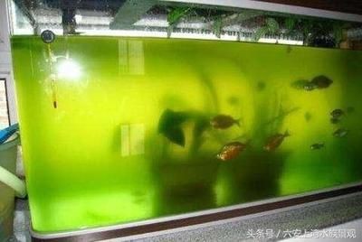 魚缸水發綠渾濁原因和解決方案怎么寫，如何正確使用增氧泵改善水質