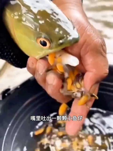 哪些因素會影響金龍魚口孵成功率？