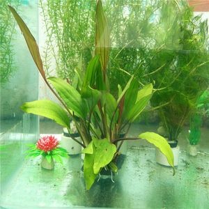 葫蘆做魚缸造景好嗎視頻（水葫蘆的養(yǎng)殖技巧）