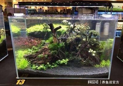 葫蘆做魚缸造景好嗎視頻（水葫蘆的養(yǎng)殖技巧）