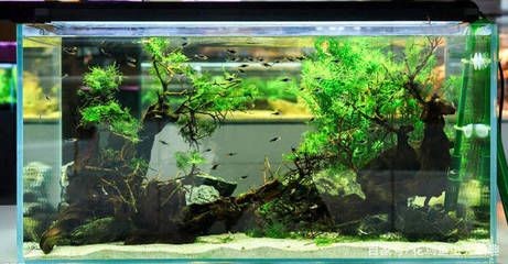 缸內無管件魚缸選擇：無管件魚缸的安全隱患無管件魚缸設計的魚缸設計好處