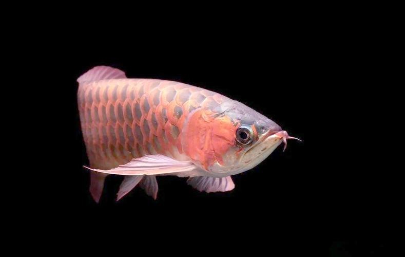 龍魚有幾種顏色的圖片