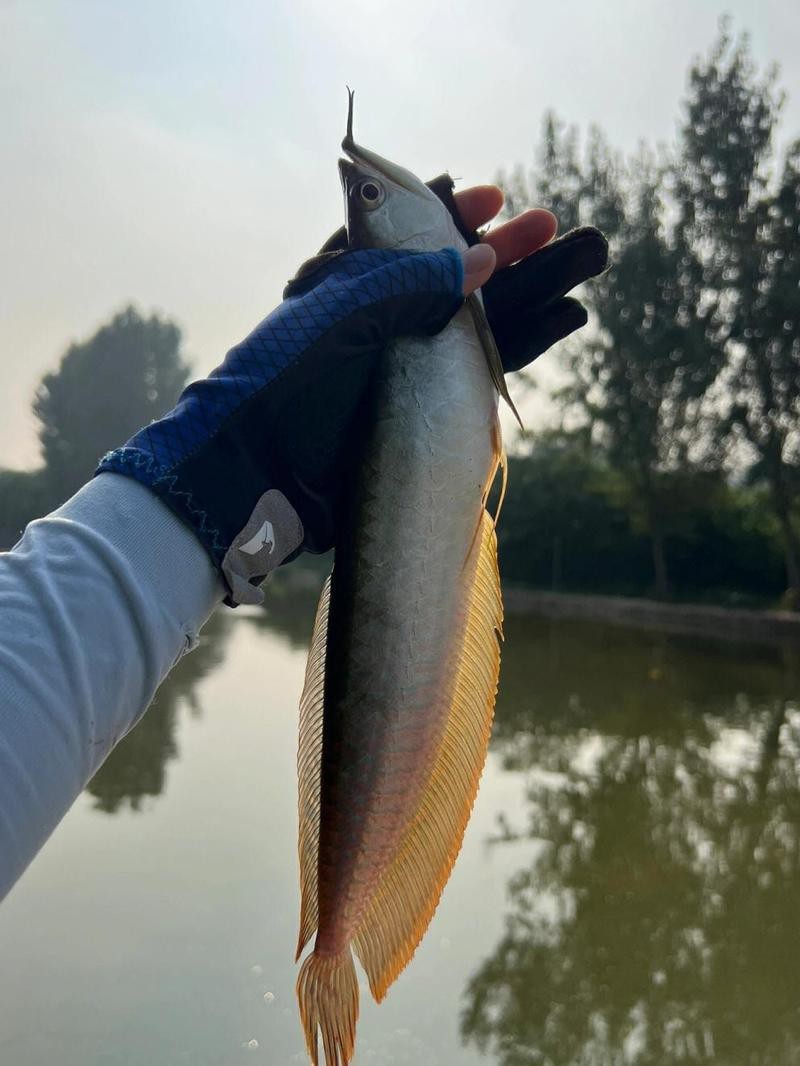 原神銀龍魚用什么魚餌