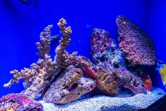 海底世界造景魚缸的價格：如何diy海底世界造景魚缸
