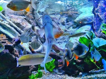 海底世界造景魚缸的價格：如何diy海底世界造景魚缸