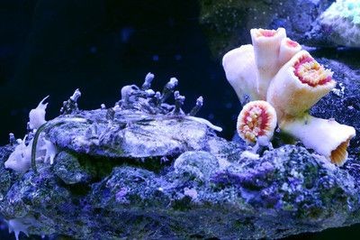 海底世界造景魚缸的價格：如何diy海底世界造景魚缸