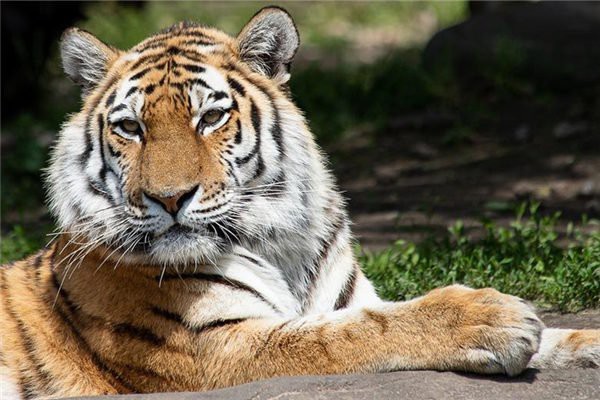 76年龍50歲以后命運