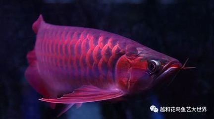 超血紅龍魚發色過程：超血紅龍魚發色過程詳細信息超血紅龍魚發色過程