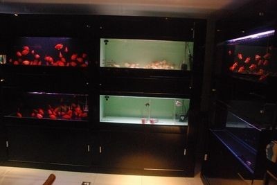 海洋館觀賞魚缸的選擇：海洋館觀賞魚缸是一種常用于海洋館、水族館、水族館等場所