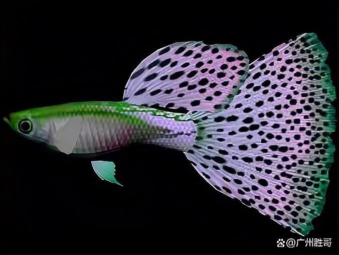 十大最耐養(yǎng)的孔雀魚